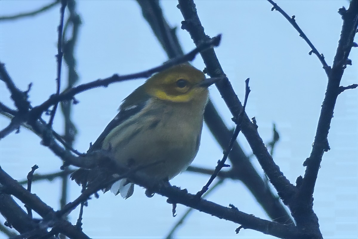 Black-throated Green Warbler - ML642922042