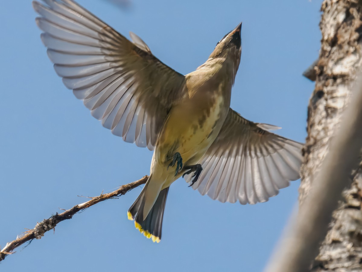 Cedar Waxwing - ML642922046