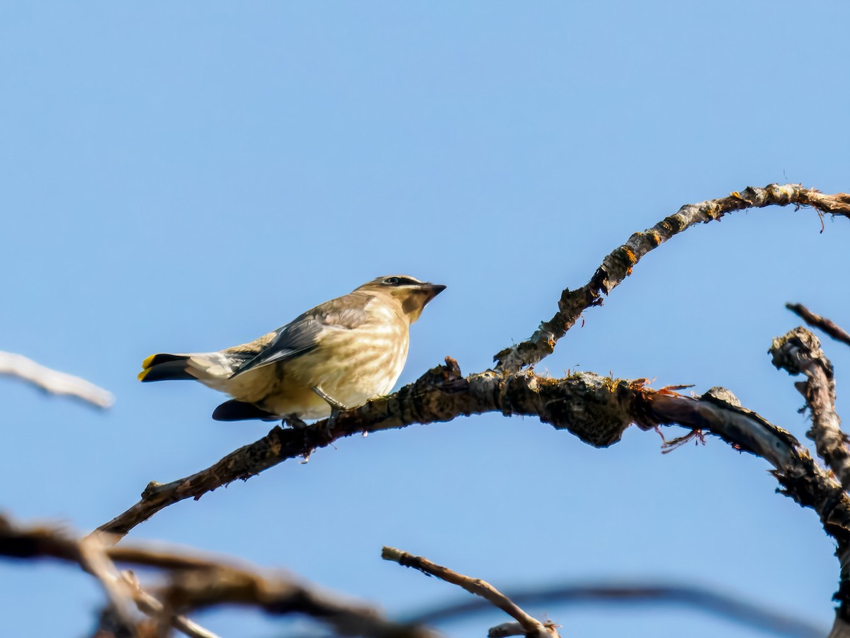 Cedar Waxwing - ML642922047