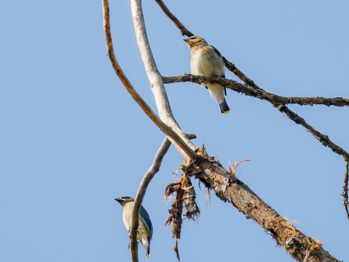 Cedar Waxwing - ML642922048