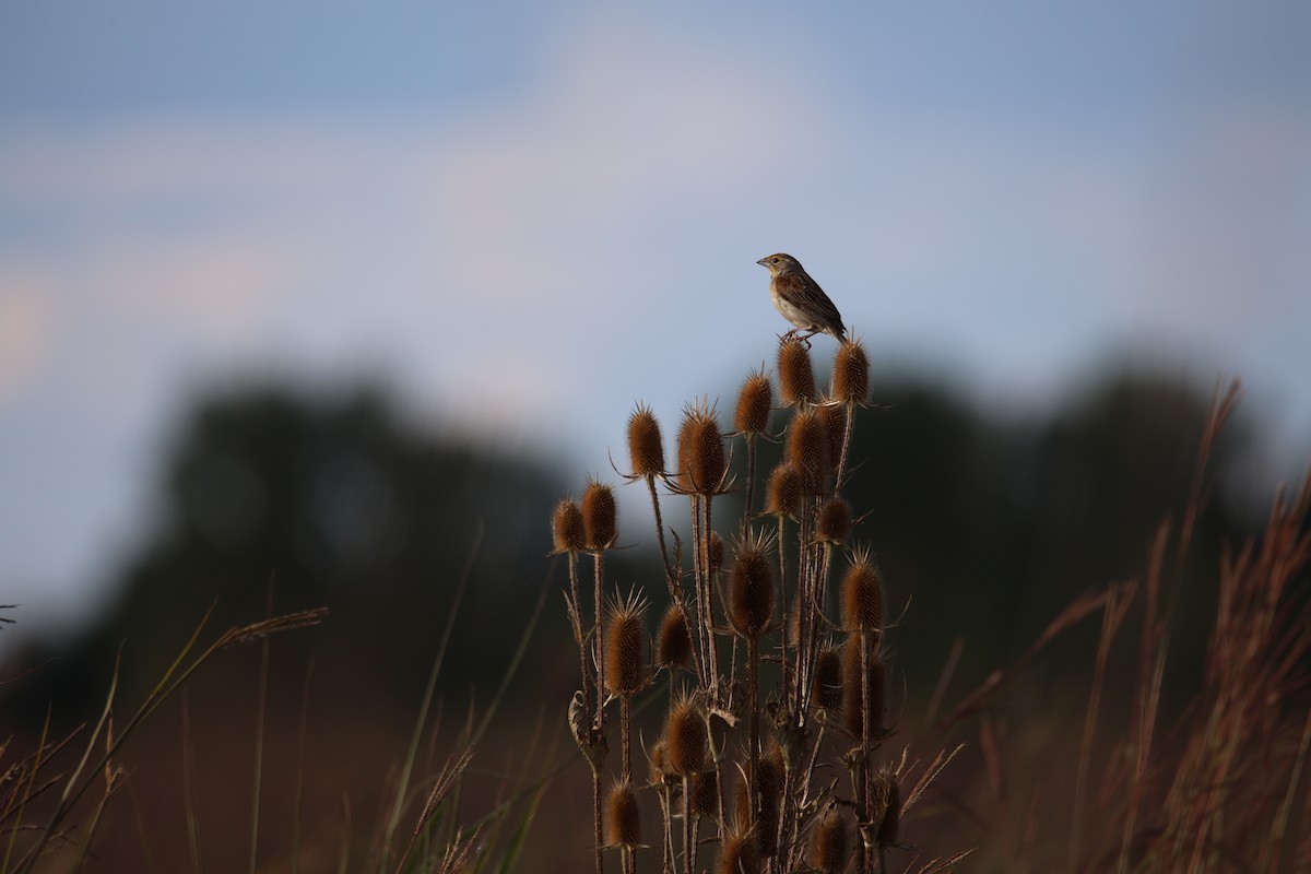 Dickcissel - ML642922049