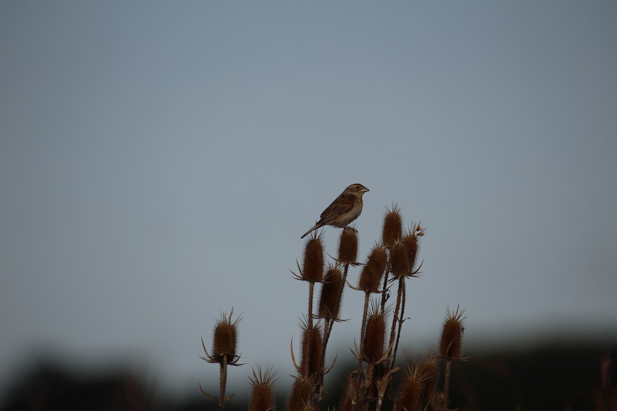 Dickcissel - ML642922050