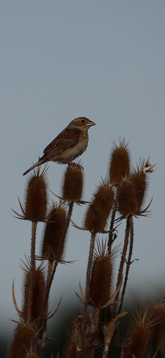 Dickcissel - ML642922051