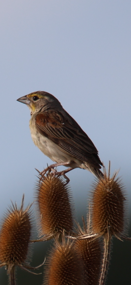 Dickcissel - ML642922052