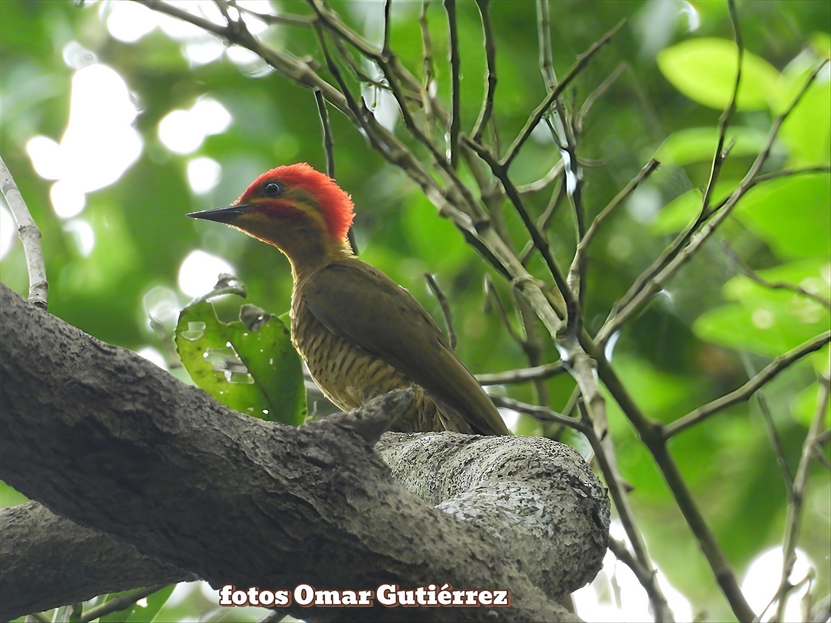 Golden-green Woodpecker - ML642922053