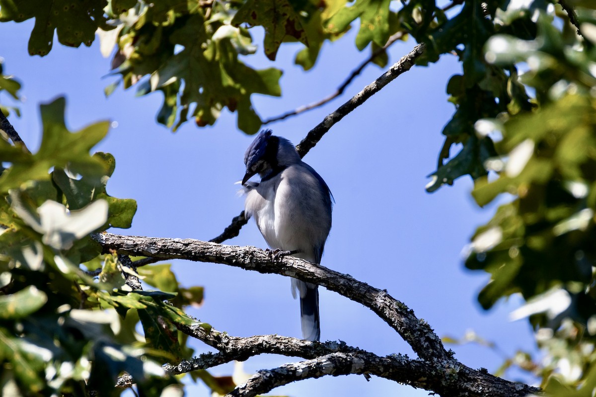 Blue Jay - ML642922054