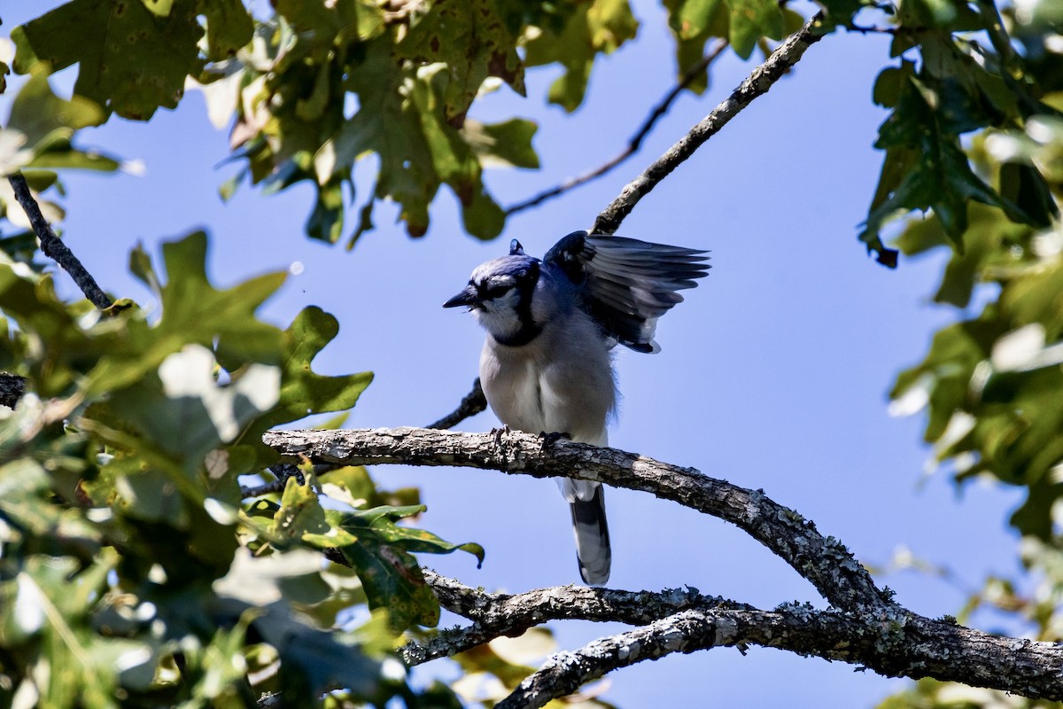 Blue Jay - ML642922055