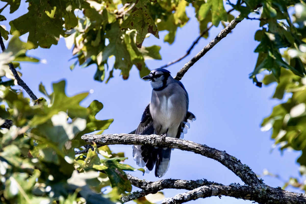 Blue Jay - ML642922056