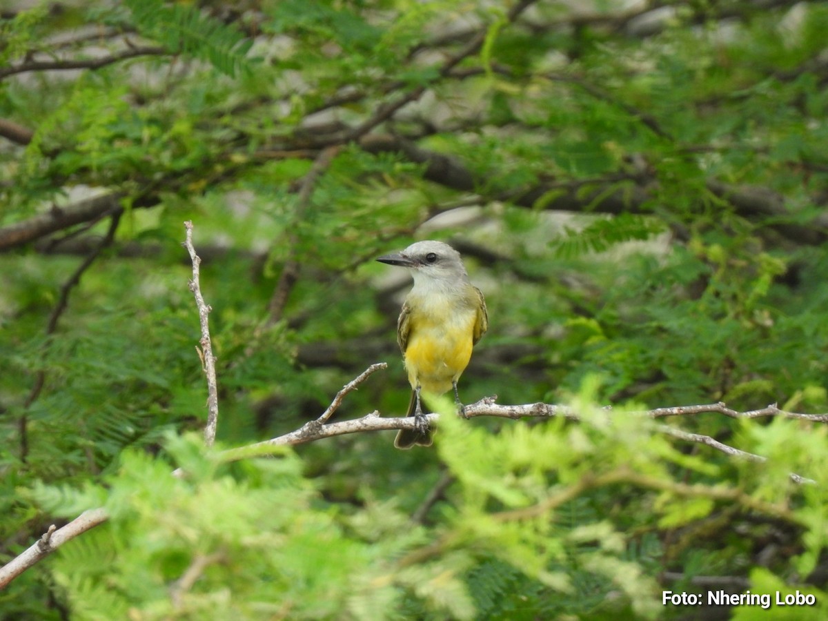 Tropical Kingbird - ML642922057