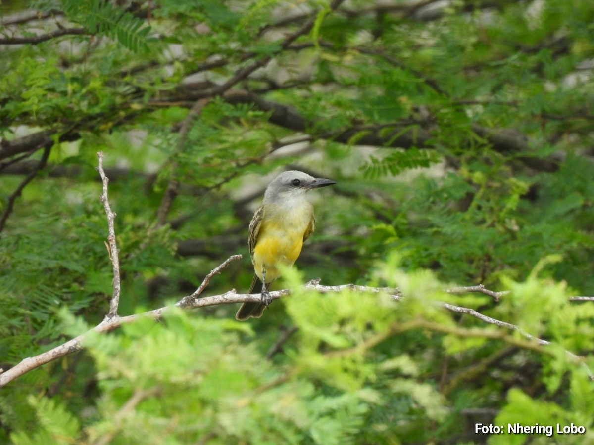 Tropical Kingbird - ML642922058