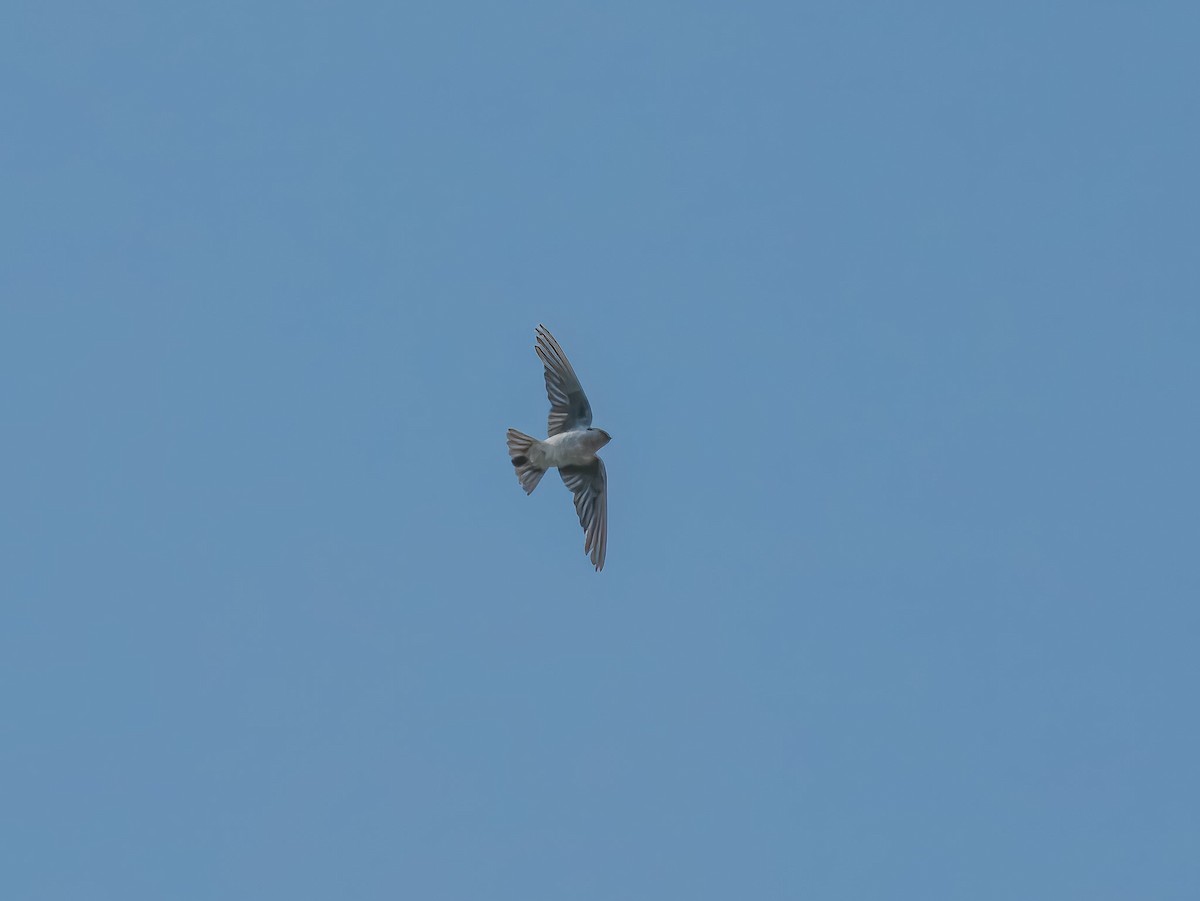 Violet-green Swallow - ML642922059