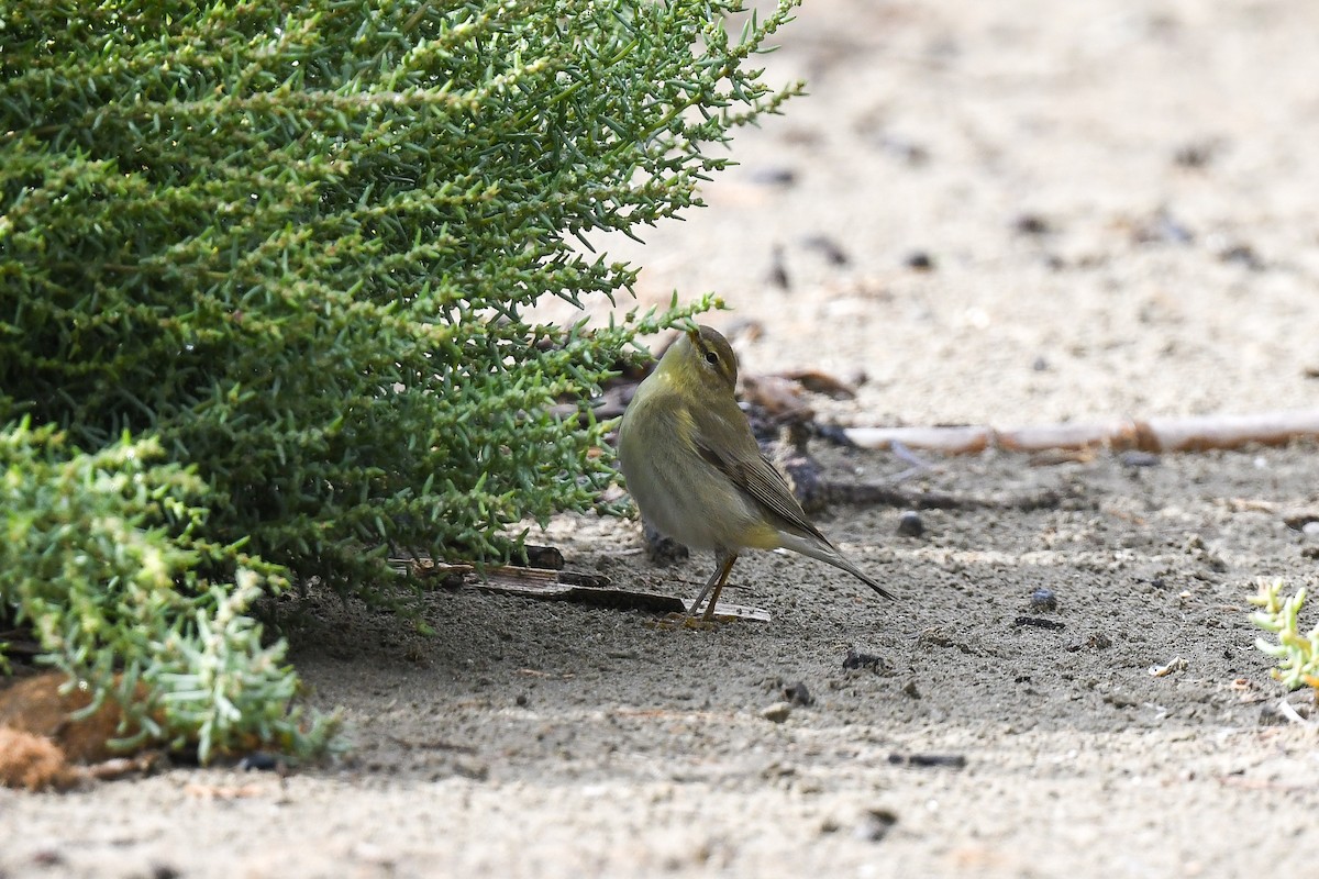 Willow Warbler - ML642922070