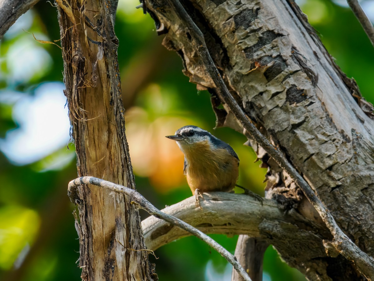 Red-breasted Nuthatch - ML642922072