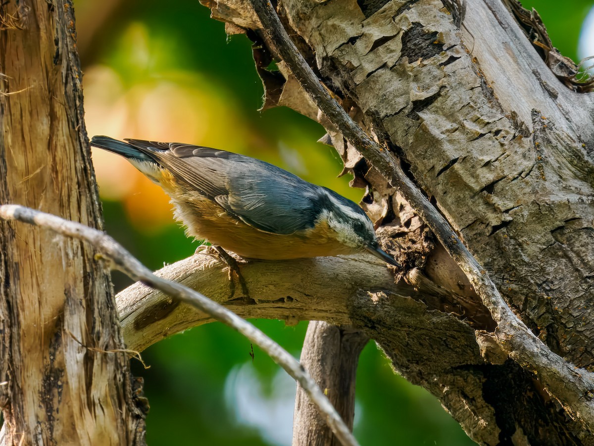 Red-breasted Nuthatch - ML642922073