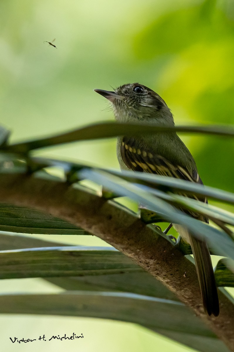 Sepia-capped Flycatcher - ML642922075