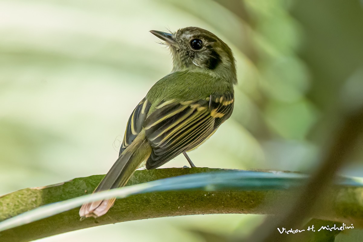 Sepia-capped Flycatcher - ML642922076