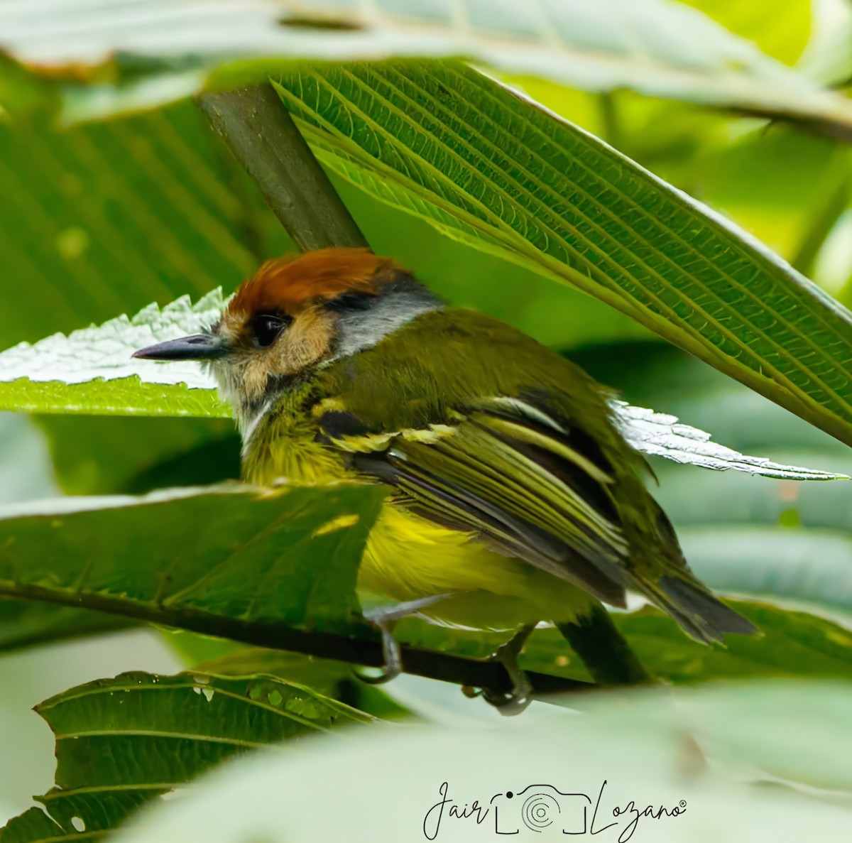 Rufous-crowned Tody-Flycatcher - ML642922091