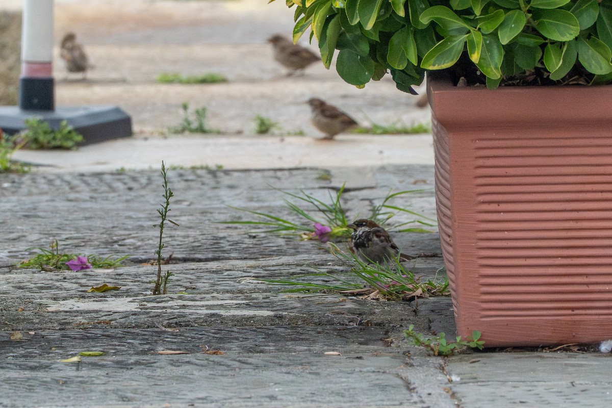 Italian Sparrow - ML642922093