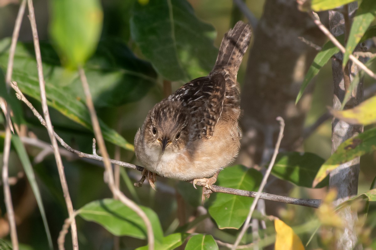 Sedge Wren - ML642922094