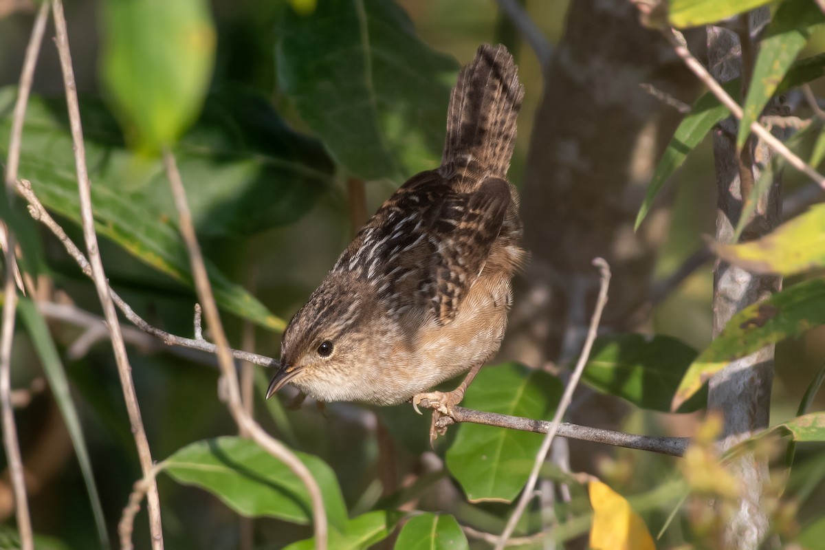 Sedge Wren - ML642922095