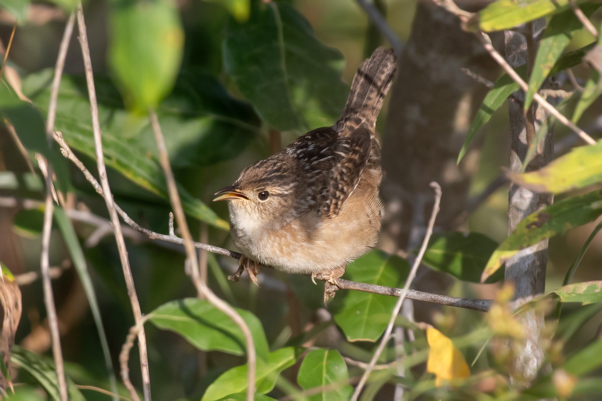 Sedge Wren - ML642922096