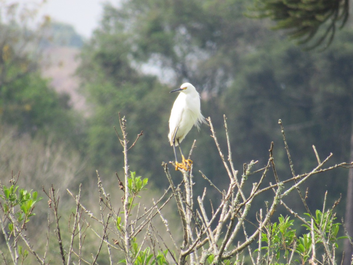 Snowy Egret - ML642922106
