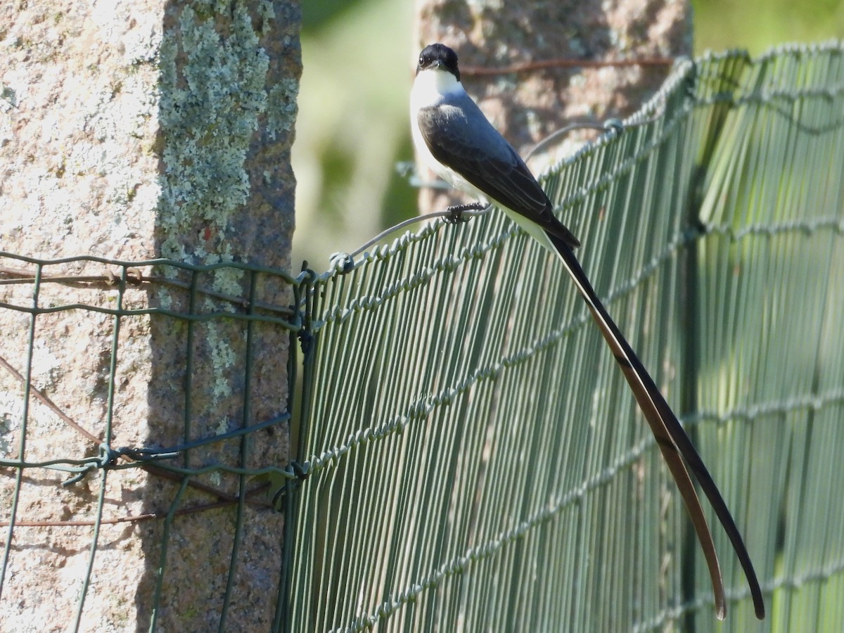 Fork-tailed Flycatcher - ML642922118