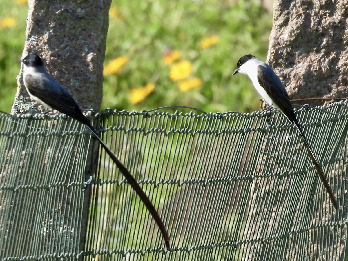 Fork-tailed Flycatcher - ML642922119