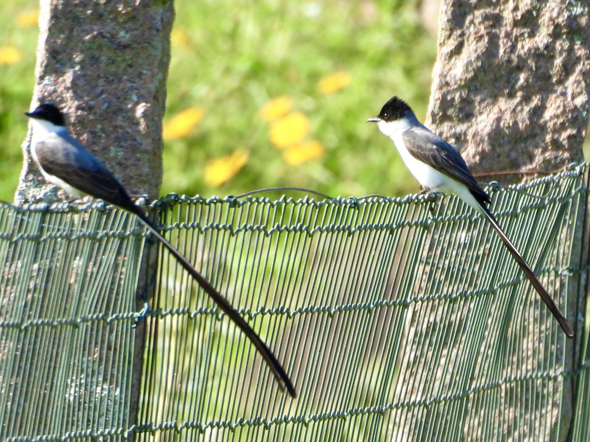 Fork-tailed Flycatcher - ML642922120
