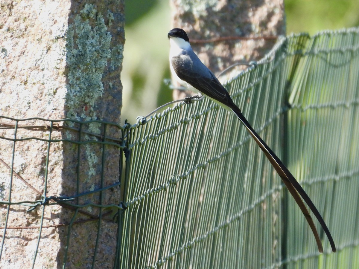 Fork-tailed Flycatcher - ML642922121