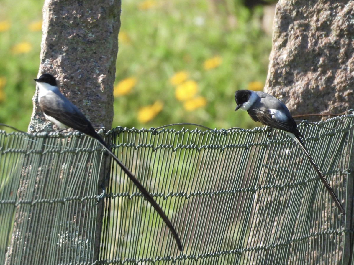 Fork-tailed Flycatcher - ML642922122