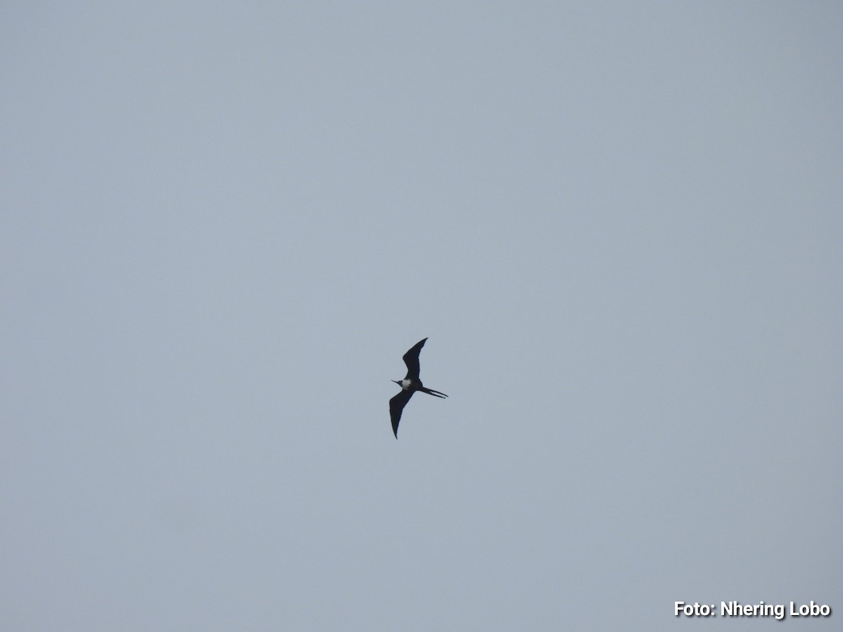Magnificent Frigatebird - ML642922131
