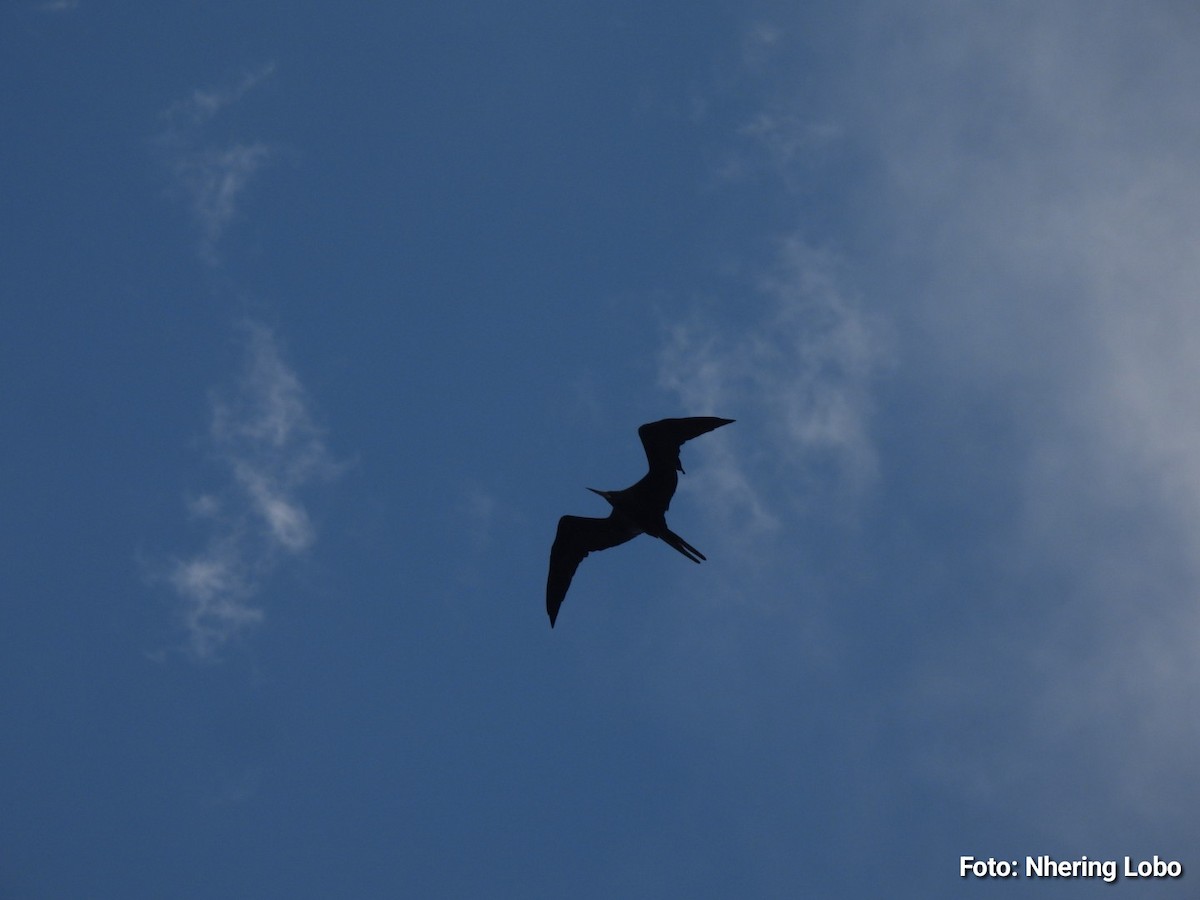 Magnificent Frigatebird - ML642922132
