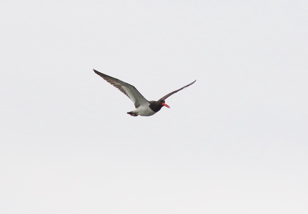 American Oystercatcher - ML642922139