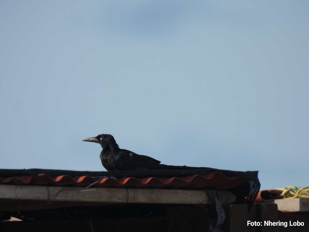Great-tailed Grackle - ML642922148