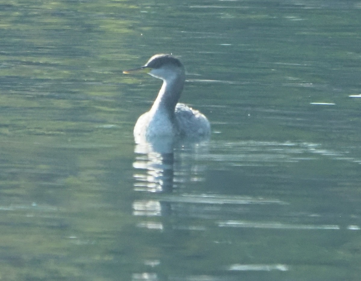 Red-necked Grebe - ML642922150