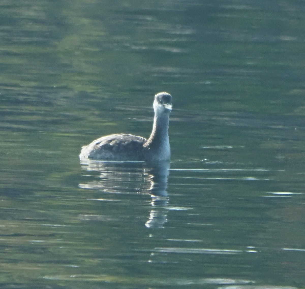 Red-necked Grebe - ML642922151