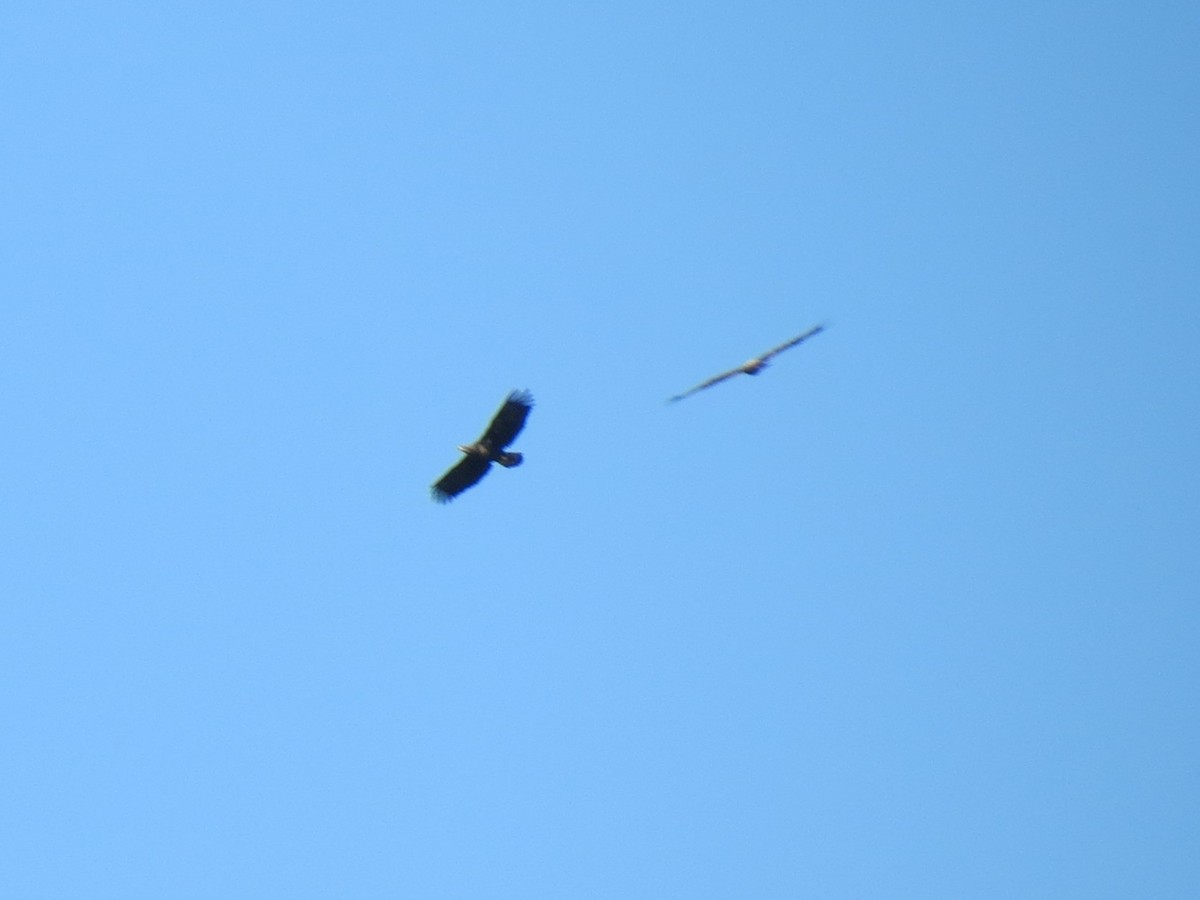 Golden Eagle - ML642922155