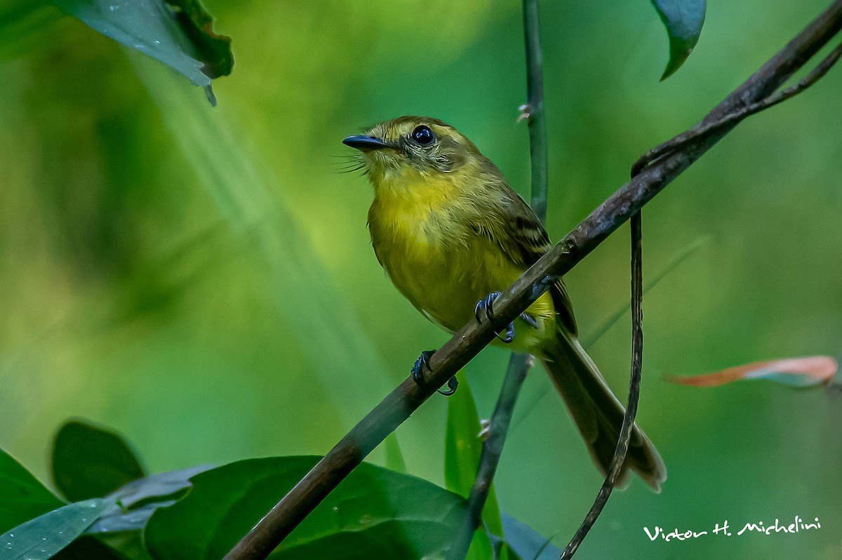 Yellow Tyrannulet - ML642922156