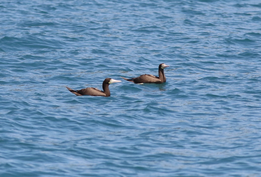 白腹鰹鳥 - ML642922159