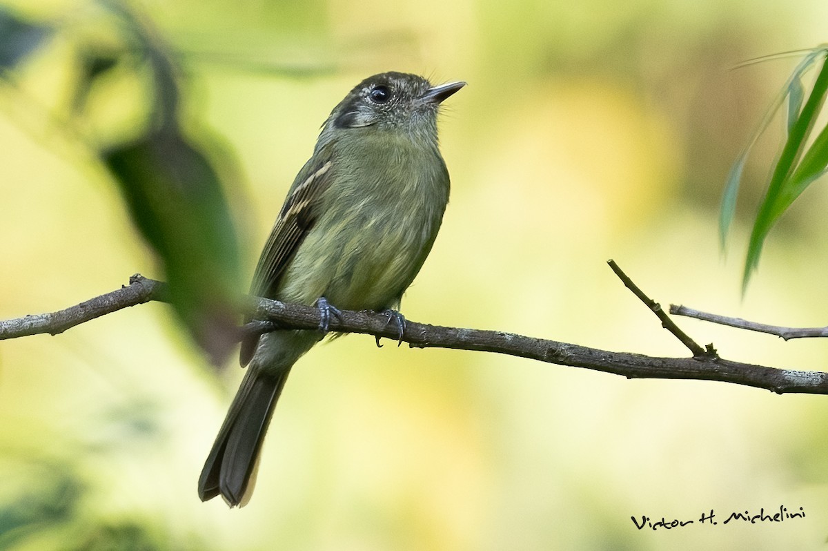 Sepia-capped Flycatcher - ML642922164