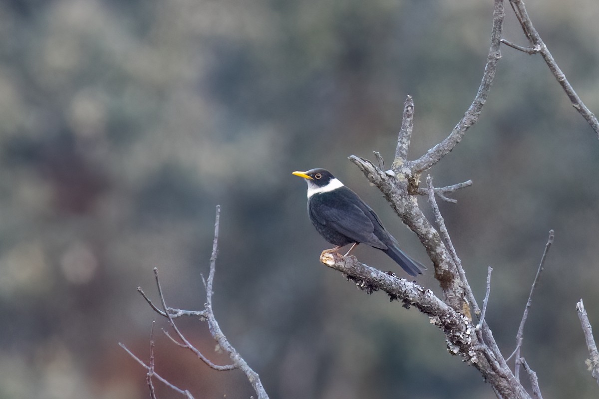 White-collared Blackbird - ML642922175