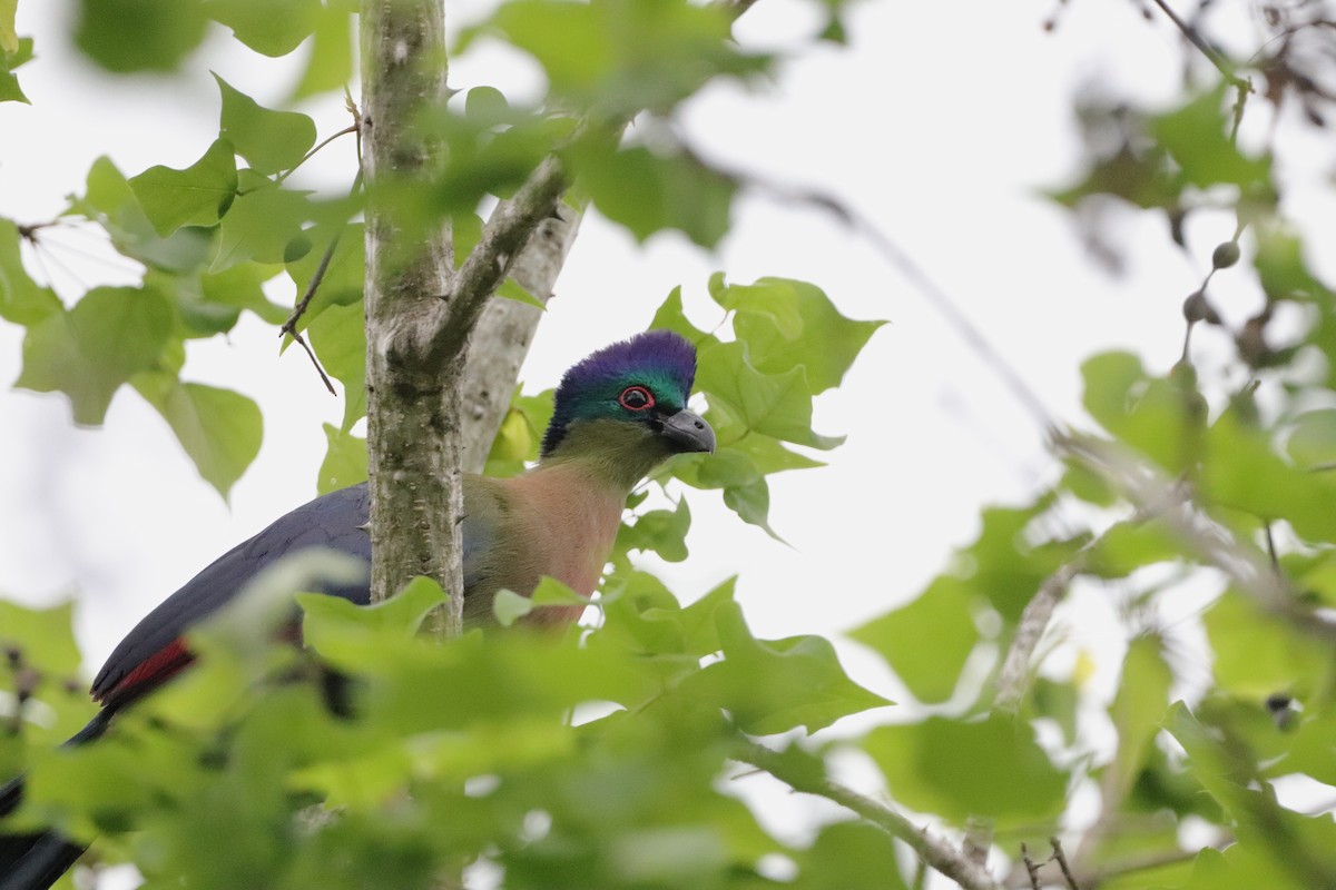 Purple-crested Turaco - ML642922184