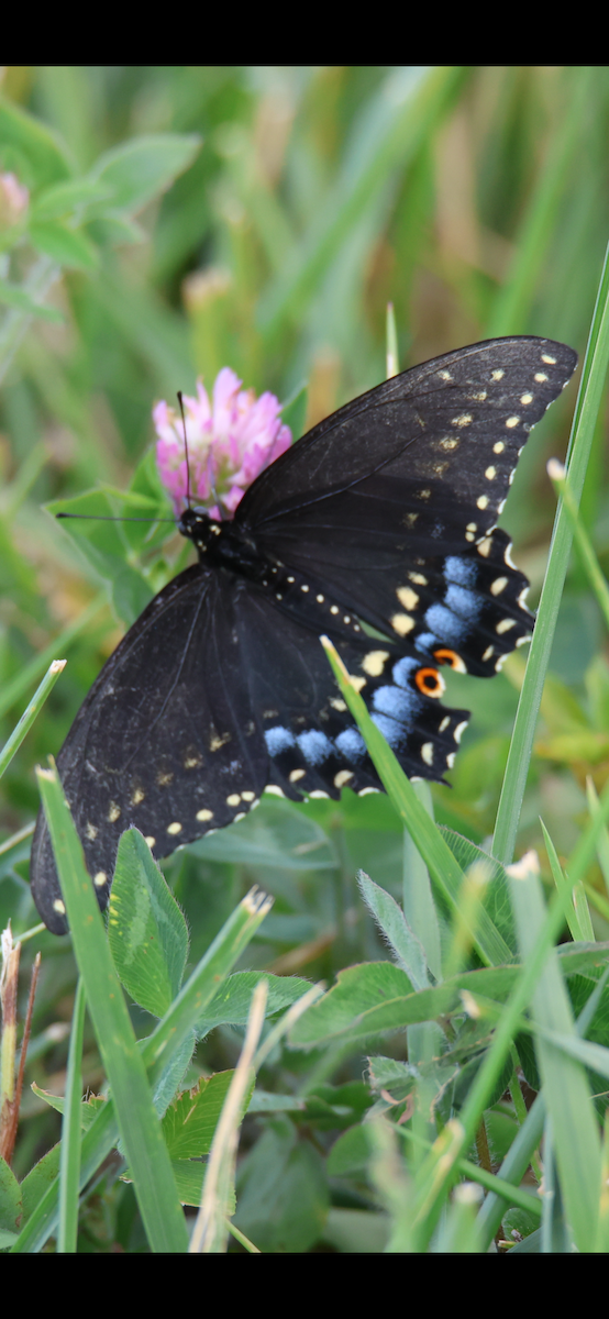 Black Swallowtail - ML642922196