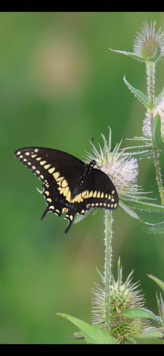 Insects - ML642922197