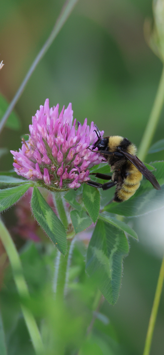 Insects - ML642922198