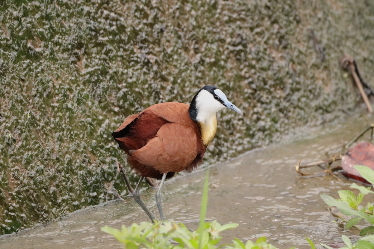 African Jacana - ML642922201