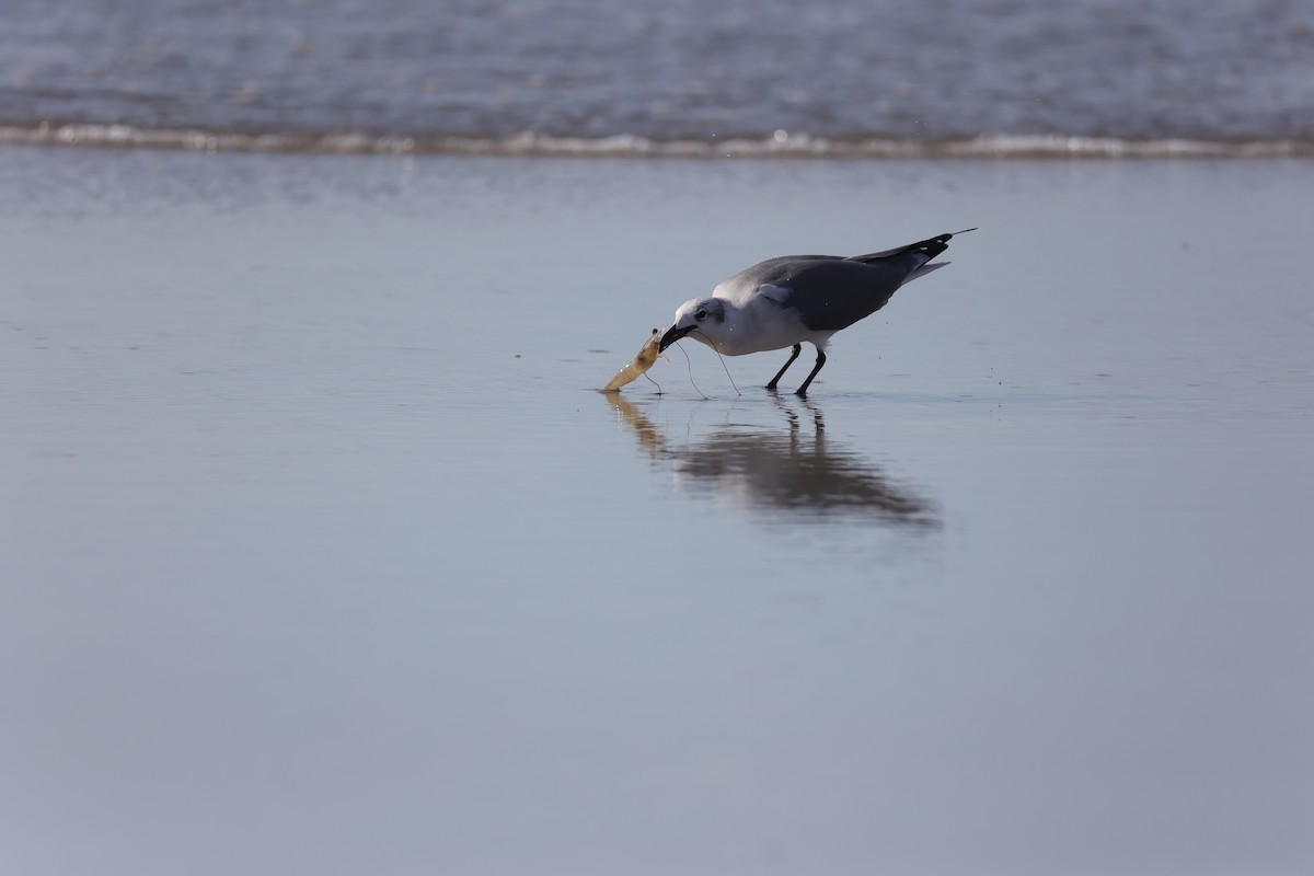 Laughing Gull - ML642922219