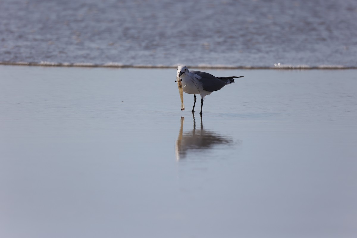 Laughing Gull - ML642922220