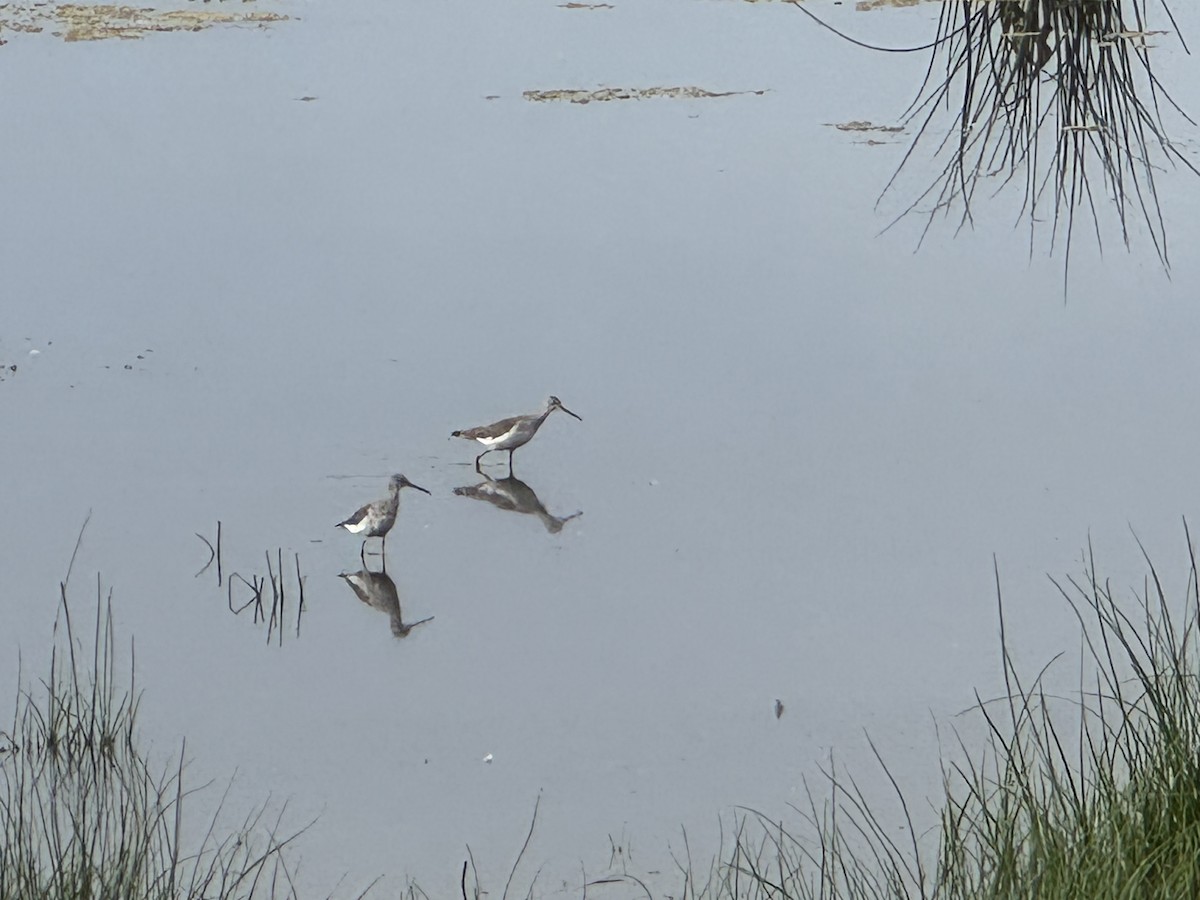 plystresnipe - ML642922225
